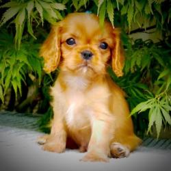 Dog Club
