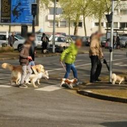 Dog Educ 18