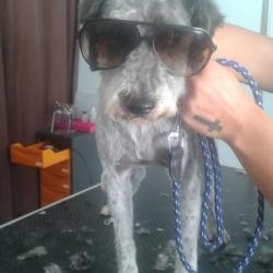 Dog Os Anges