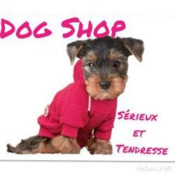 Dog Shop