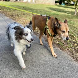Dog Side