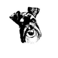 Doggy Coiff'