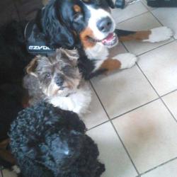 Doggy Dogs