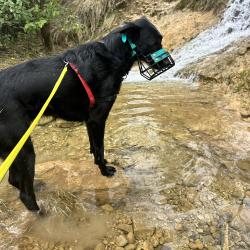 Dog'in