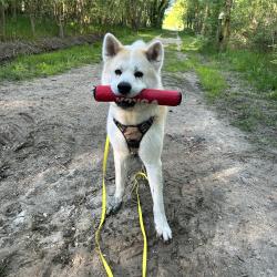 Dog'in