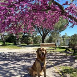 Dog'in
