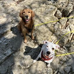 Dog'in
