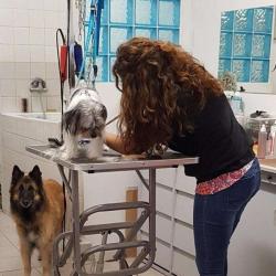 Dogs City