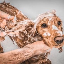 Dogwash Genech