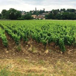 Domaine Belleville