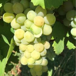 Domaine Bliemerose