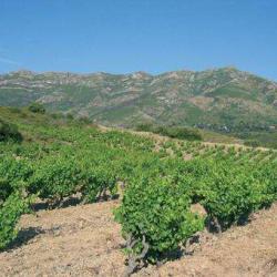 Domaine Boccheciampe