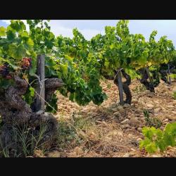 Domaine Bois De Boursan