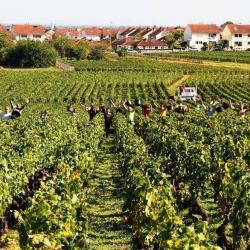 Domaine Charles Audoin