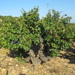 Domaine Comte De Lauze