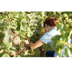 Domaine Coudray Bizot