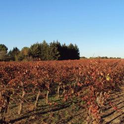 Domaine Croix St Julien
