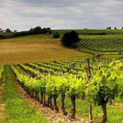 Domaine Damien Lorieux