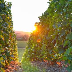 Domaine De Breugnon (earl)