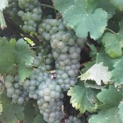 Domaine De Gournier