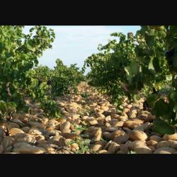 Domaine De La Roquette