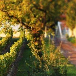 Domaine De Noire