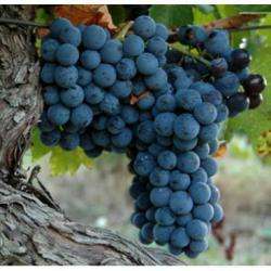 Domaine De Prat Majou