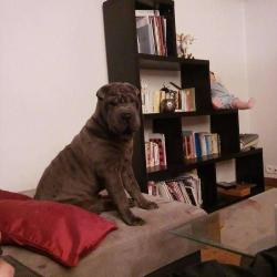 Domaine De Sharpei Diem