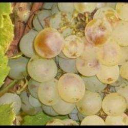 Domaine Des Cavarodes