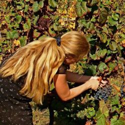 Domaine Des Sangliers/wild Boar Estate