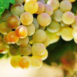 Domaine Des Vaudois