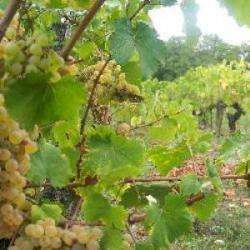 Domaine Du Mazel
