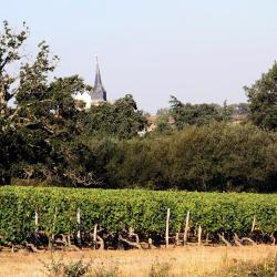 Domaine Du Petit Clocher