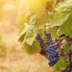 Domaine Du Terme