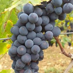 Domaine Emile Beyer