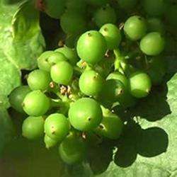 Domaine Fleurot Larose Et Fils
