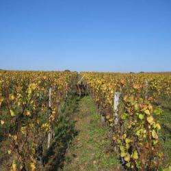 Domaine Geoffroy Talmot