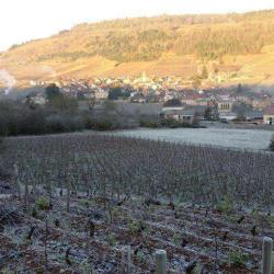 Domaine Gilles Bouton Et Fils