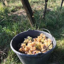 Domaine Griss