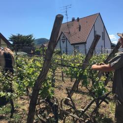 Domaine Hurst
