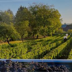 Domaine La Villaudière
