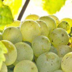 Domaine Lattard