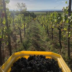 Domaine Martial Dirringer