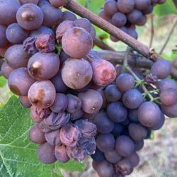 Domaine Maurice Schoech