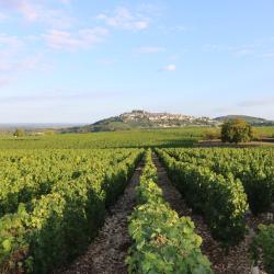 Domaine Michel Thomas Et Fils
