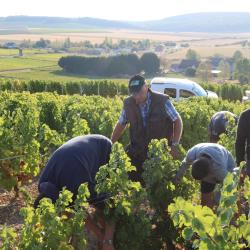 Domaine Michel Thomas Et Fils