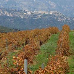 Domaine Orsini