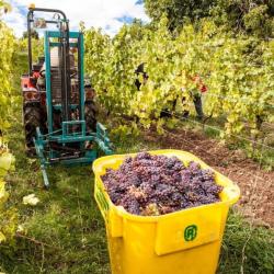 Domaine Ostermann