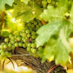 Domaine Patrice Magni