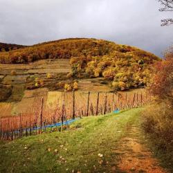 Domaine Paul Blanck